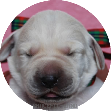 緑チェック(LARIMER男の子)